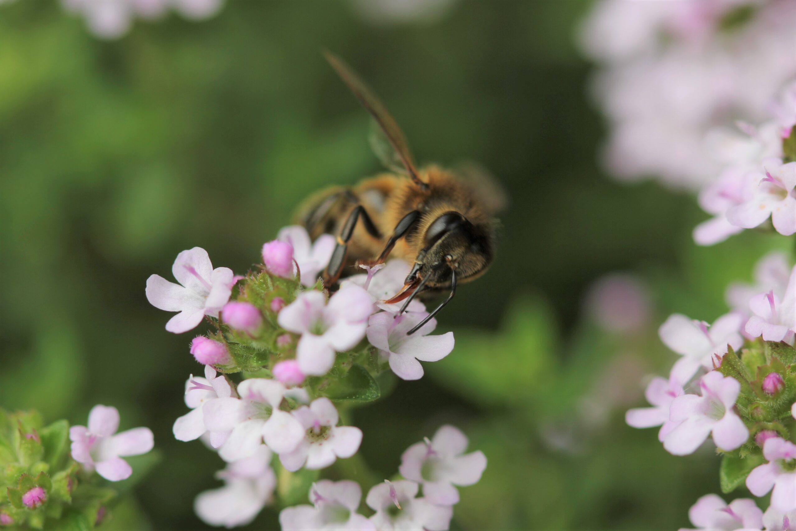 Thyme